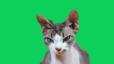 Yüksek Kaliteli Video 'da Hareket Arkaplanı olan Yeşil Ekrandaki Şirin Kedi