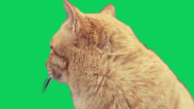 Yüksek Kaliteli Video 'da Hareket Arkaplanı olan Yeşil Ekrandaki Şirin Kedi