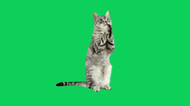 Yüksek Kaliteli Video 'da Hareket Arkaplanı olan Yeşil Ekrandaki Şirin Kedi
