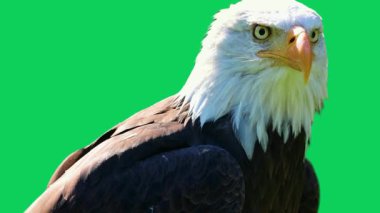Amerikan Kartalının Yakın Çekimi Yeşil Ekran Arkaplanına Bakıyor