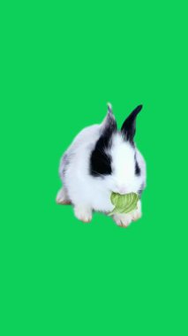 Yeşil Ekranda Sevimli Tavşan Yüksek Kaliteli Hareket Arkaplan Görüntüsü