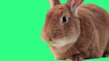 Yeşil Ekranda Sevimli Tavşan Yüksek Kaliteli Hareket Arkaplan Görüntüsü