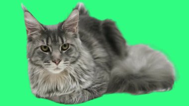 Maine Rakun Kedisi Yeşil Ekran Arkaplanına Bakıyor
