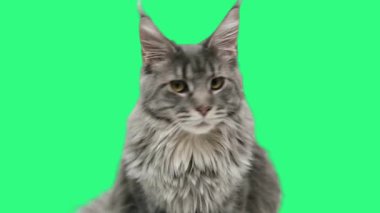 Maine Rakun Kedisi Yeşil Ekran Arkaplanına Bakıyor