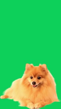 Mutlu Pomeranya Yavrularının Yeşil Ekran Hareketi Videosu