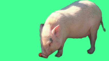 Yeşil Ekranda Yürüyen Şirin Domuzcuk Yüksek Kaliteli Görüntü