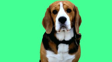 Yeşil Ekran Arkaplan Yüksek Kaliteli Video 'da Sevimli Beagle Puppy