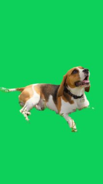 Video Düzenleme için Yeşil Ekranda Yavru Köpek Kapanışı