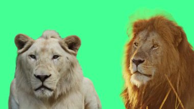 Yeşil Ekran Yüksek Kaliteli Vahşi Yaşam Videosunda Görkemli Aslan