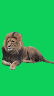 Birleşiklik İçin Yeşil Ekranlı Gerçekçi Aslan Görüntüsü