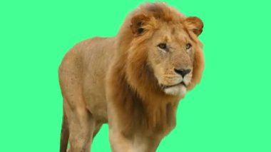 Yeşil Ekran Yüksek Kaliteli Vahşi Yaşam Videosunda Görkemli Aslan