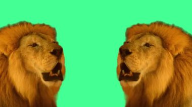 Yeşil Ekran Yüksek Kaliteli Vahşi Yaşam Videosunda Görkemli Aslan
