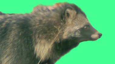 Yeşil Ekran Yüksek Kaliteli Video Görüntülerinde Meraklı Rakun
