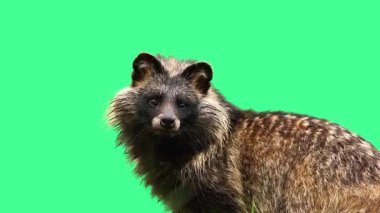 Yeşil Ekran Yüksek Kaliteli Video Görüntülerinde Meraklı Rakun