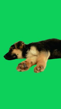 Şirin Alman Köpek Yavrusu Yeşil Ekranda Yürüyor