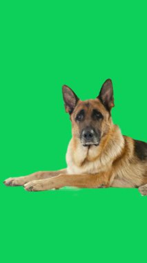 Şirin Alman Köpek Yavrusu Yeşil Ekranda Yürüyor