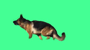 Alman Çoban Köpeği Yeşil Ekrana Bakıyor