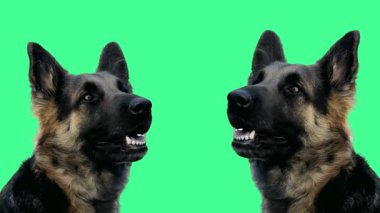 Alman Çoban Köpeği Yeşil Ekrana Bakıyor