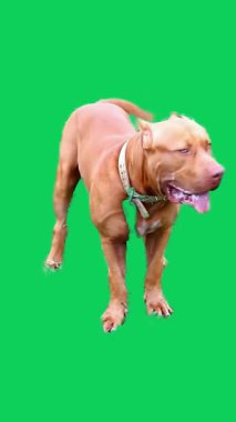 Pitbull Teriyeri Yeşil Ekrana Bakıyor