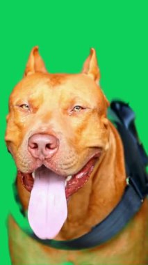 Pitbull Teriyeri Yeşil Ekrana Bakıyor