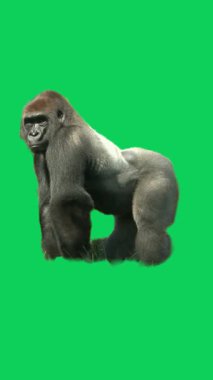 Gümüş sırtlı goril Yeşil Ekran Arkaplanında Yavaşça Hareket Ediyor