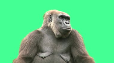 Gümüş sırtlı goril Yeşil Arkaplanda Bakınıyor