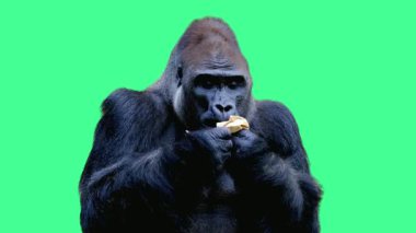 Gümüş sırtlı goril Yeşil Arkaplanda Bakınıyor