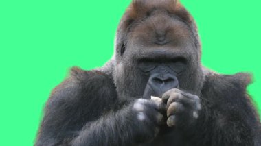 Gümüş sırtlı goril Yeşil Ekran Arkaplanında Yavaşça Hareket Ediyor
