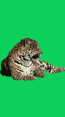 Amur Leoparı Yeşil Ekran Görüntüsünde Şiddetle Bakıyor.