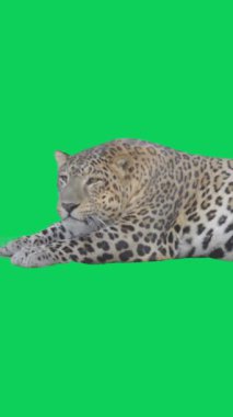 Amur Leoparı Yeşil Ekran Görüntüsünde Şiddetle Bakıyor.