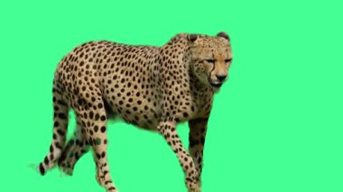 Amur Leoparı Yeşil Ekran Görüntüsünde Şiddetle Bakıyor.