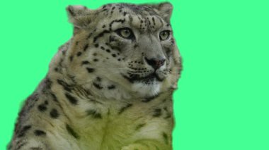 Amur Leoparı Yeşil Ekran Görüntüsünde Şiddetle Bakıyor.