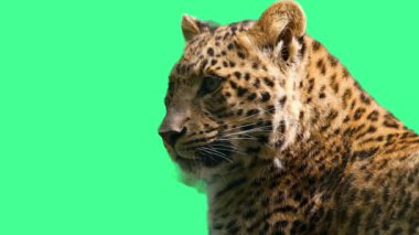 Amur Leoparı Yeşil Ekran Görüntüsünde Şiddetle Bakıyor.