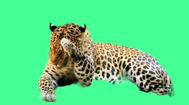 Amur Leoparı Yeşil Ekran Görüntüsünde Şiddetle Bakıyor.