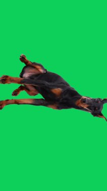 Doberman Muhafız Köpek Alarmı ve Yeşil Ekran 'da Hazır