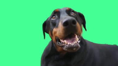 Doberman Köpek Suratını Kapat Yeşil Ekranda Vahşi Bakış