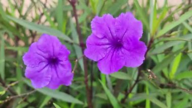 Ruellia Tuberosa Çiçeği Rüzgarda Sallanıyor Yüksek Kalite Hareketi Arkaplanı