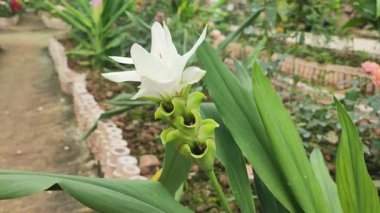 Curcuma Sessilis Gage Çiçeği Doğal Bahçe Yüksek Kaliteli 4K Video 'da Çiçek Açıyor