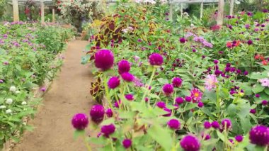 Doğal Bahçede Çiçek Açan Küresel Amaranth Yüksek Kaliteli 4K Görüntü