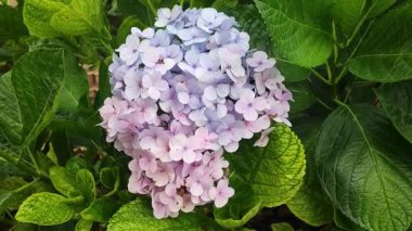 Bir buket ortanca çiçeği yumuşak doğal ışık, kaliteli videolar ve video görüntüleri düğün spası ve romantik arka planlar için güzel çiçek aranjmanlarını gösteriyor.