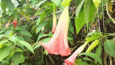 Brugmansia süaveolens melek trompet çiçek doğal bahçede çiçek yüksek kaliteli videolar ve video görüntüleri doğa çiçekleri ve botanik içeriği için güzel bir gün ışığı