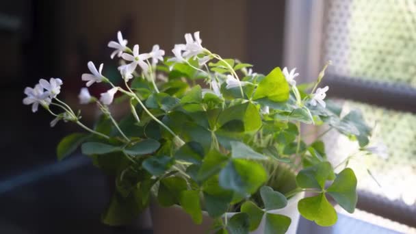 Oxalis Triangularis Folhas Verdes Move Time Lapse Dobragem Sazonal Desdobramento — Vídeo de Stock