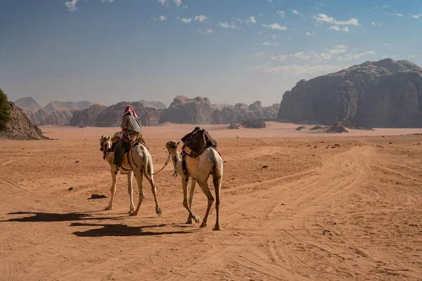 요르단 장식용 낙타를 조종하는 베두인족 — 스톡 사진