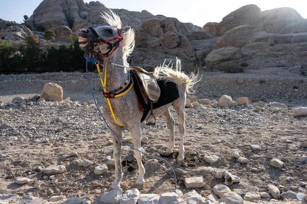 Arabian White Horse Also Called Grey Gray Petra Wadi Moses — стоковое фото