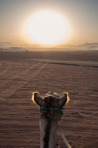约旦Wadi Rum沙漠晨光与滴滴骆驼头 — 图库照片