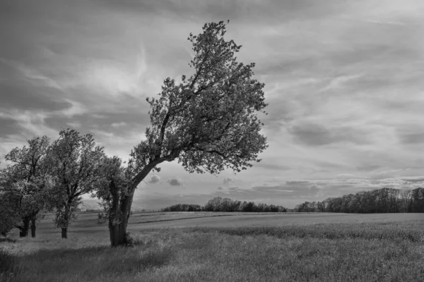 Кривое Дерево Весенний Пейзаж Регионе Моствиртель Альпенворланд Нижней Австрии Монохромных — стоковое фото