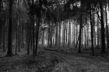 Forest Road and Trees Black and White Scenery near Amstetten in the Mostviertel Region of Lower Austria clipart