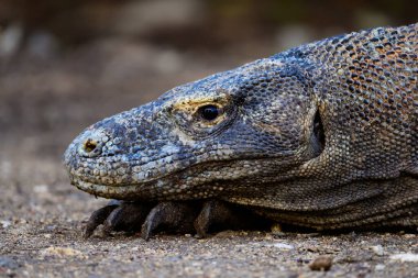 Flores 'teki Komodo Ulusal Parkı' ndaki Rinca Adası 'nda Komodo Ejderhası veya Kertenkele Başlığını İzle
