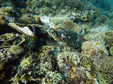 Yeşil Deniz Kaplumbağası Chelonia Mydas Endonezya 'nın Komodo kentindeki mercan resifinde dinleniyor.