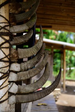 Buffalo Horns from Sacrifices Mounted as Decoration in Luba Traditional Village, Flores, Indonesia clipart